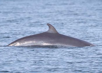 밍크고래의 신비한 장면 … OC 뉴포트비치 해안서 포착