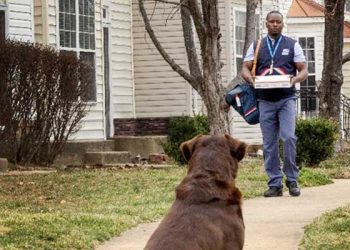 우편배달부 개물림사고 6천여건 …LA 가장 많아