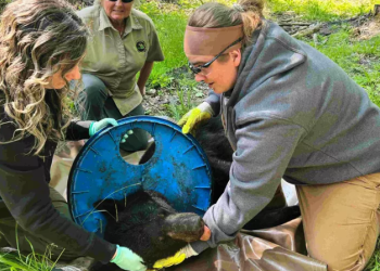 “얼마나 답답했을까”…무려 2년 목에 플라스틱 끼고 살아