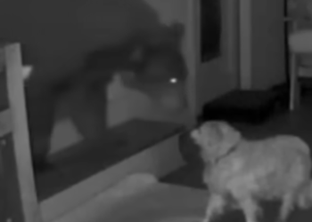 LA 가정집 야생곰 침입…반려견이 맞서(영상)