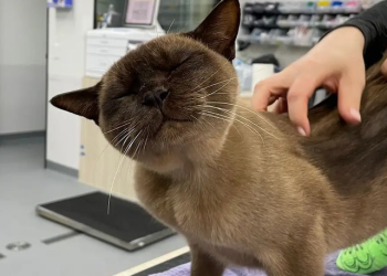 세탁기서 ‘3000회전’ 견디고 살아남은 ‘기적의 고양이’