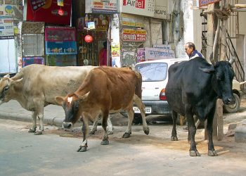 ‘우물에 빠진 소 구하려다’… 남성 5명 사망