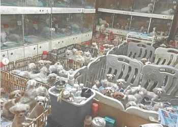 1400마리 개 몰아넣고 배 갈라 출산… 지옥같은 번식장