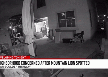 가정집 담 넘어 들어온 ‘퓨마’…낮잠 자는 모습(영상)