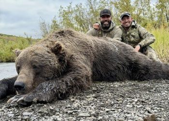 미국서 잡힌 가장 큰 거대 회색곰 …알래스카서 사냥