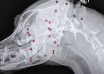 “살아 있는 게 기적” … 총알 파편 70개 박힌 백구