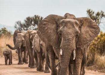 코끼리 수십마리 도살해 주민들에게 고기 배분