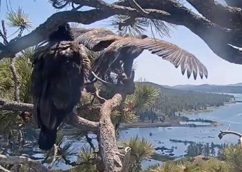 눈 속에 부화한 빅베어 독수리 새끼 하늘 날았다(영상)