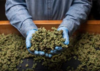 OC 학교 앞에 버젓이 대규모 불법 마리화나 재배시설