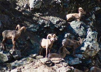 LA 인근 산지서 큰뿔야생양 무리 목격 .. “매우 이례적”