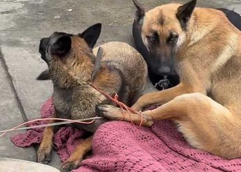 LA 스키드로에 버려지는 노숙자 반려견들 … 방치·학대·마약 실험까지