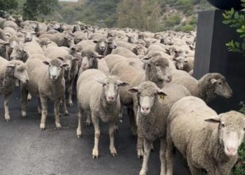 산타바바라서 양 300마리 탈출, 산길 점령 … 교통체증 소동