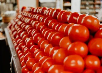 토마토값 폭등 예고…관세역풍에 “식당 문 닫을 판”