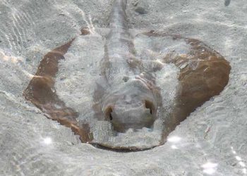 인파 몰린 남가주 해변서 가오리 쏘임 부상 소출