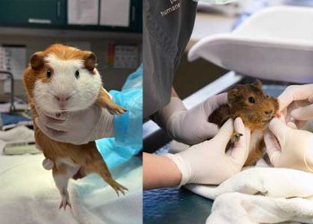 집에서 사육 400마리 기니피그 긴급구조 … 용도가 혹시