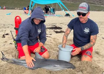 토랜스 해변서 길 잃은 돌고래 구조
