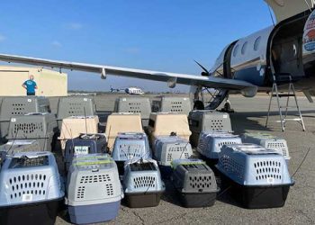 “새 집 찾아 떠납니다” … 구조동물들 새 거처로 이송