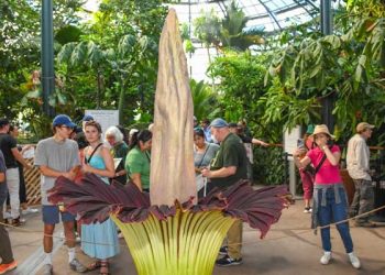 헌팅턴 라이브러리 시체꽃 4년 만에 개화