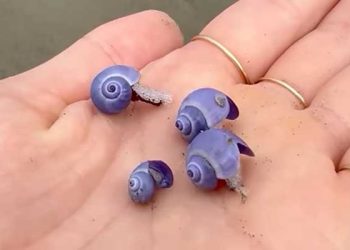 샌디에고 해변에 보석같은 보라색 달팽이 출현