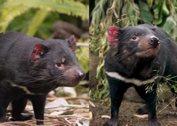 샌디에고 동물원, 멸종위기종 ‘태즈메이니아 데블’ 형제 맞이해