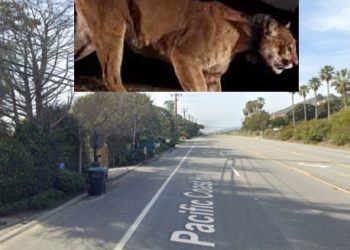 말리부서 11살 아이, 산사자에 물려 … 긴급출동 사살