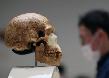 280만년 전 미지의 인류 화석 발견 …인류 진화 ‘잃어버린 고리’ 찾나