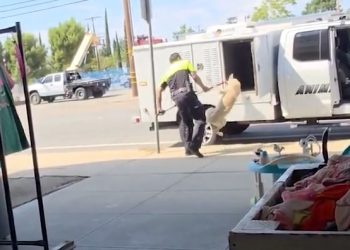 [이런일도] 애니멀 컨트롤 요원 개 학대 영상 파문