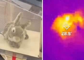 “버마비단뱀 잡아라”…플로리다에 ‘로봇 토끼’ 출격