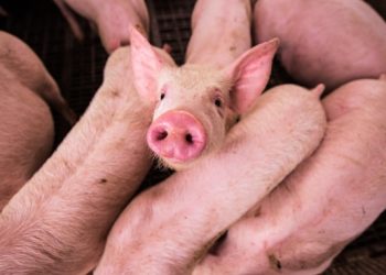 “흑인 여성 살해 후 돼지에게 먹여”…끔찍한 인종 범죄