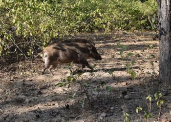 북가주서 쥐약 먹은 맷돼지 발견 … 당국, 강력 경고