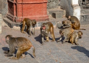 가축 사료 모으다가…원숭이 떼에 습격 당해 사망