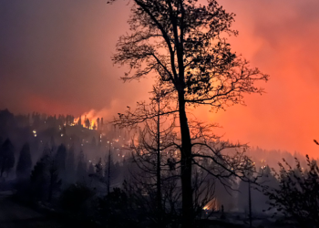 북가주 ‘가넷’ 산불 대확산 … 2천년 넘는 고대 레드우드 숲 잿더미 위기