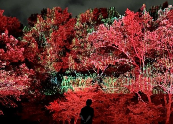 숲을 스크린으로…세계 최초 200m 별빛 파노라마