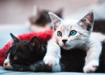 길고양이 10마리 ‘다리 절단’