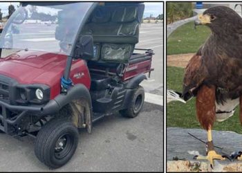 누가 매를 납치해갔나 … SoFi 스타디움 매 두 마리 도난