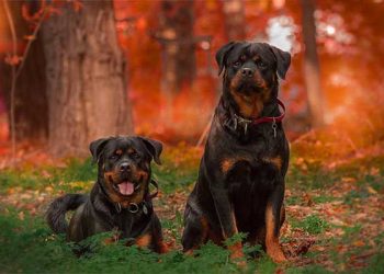 또 개물림 사고 .. 86세 한인 노인, 맹견 두마리에 물려 숨져