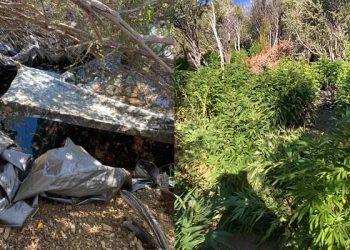 멕시코 갱단, 남가주 국유림까지 접수 … 대규모 마리화나 재배 적발