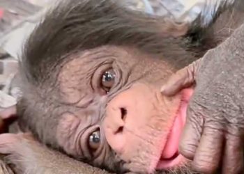 LA 동물원 10년 만에 경사 … 침팬지 새끼 2마리 탄생