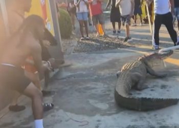 맥도날드 주차장에 나타난 악어 … 이틀 간 대치