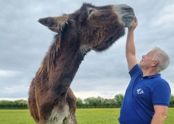 가장 키 큰 당나귀 167cm 데릭, 기네스북 올라