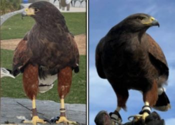 소파이 스타디움 도난 훈련 매 한 마리 회수