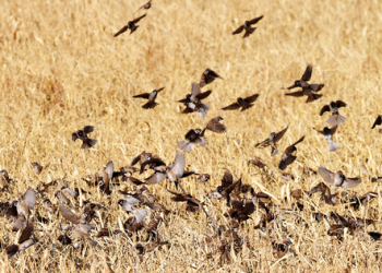 내 차에만 유독 많은 새 배설물, 이유가 있었다.