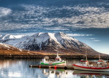 ‘빙하의 나라’ 아이슬란드에서 사상 첫 모기 발견