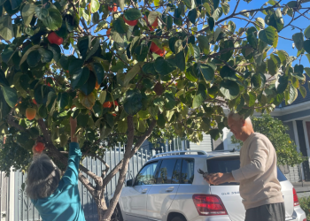 [포토 에세이] 한인타운의 가을 …감 따는 노부부