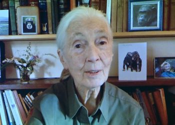 ‘침팬지 연구’ 동물학자 제인 구달 별세…향년 91세