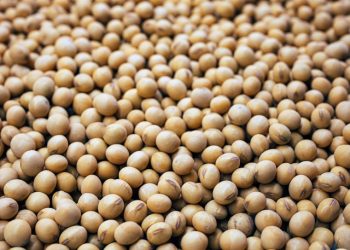 中 대두 공세, 트럼프 지지층 직격…’폐식용유’ 맞불 카드