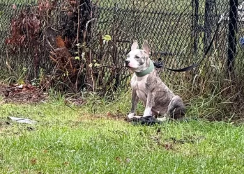 “폭우 속에 홀로 울던 강아지 … 울타리에 묶인 채 버려졌다”