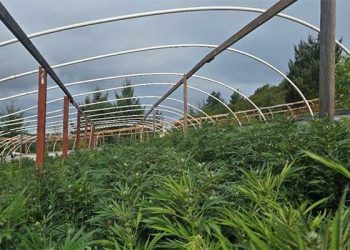 지난 3개월 불법 마리화나 60톤 압수, 폐기 … 2억 2천만 달러 압수 상당