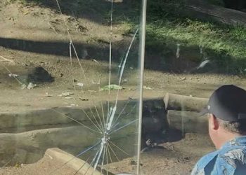 샌디에고 동물원 아수라장 …고릴라 돌진, 강화유리 깨뜨려