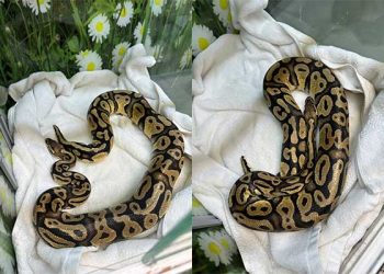 할로윈 특별판? … 인앤아웃 매장 비단뱀 출현